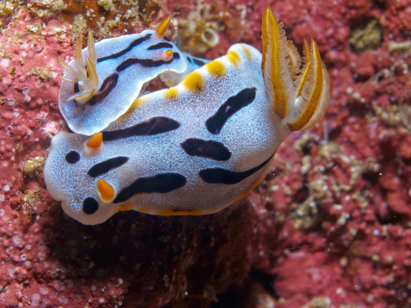Nudibranch, Monkey Beach
